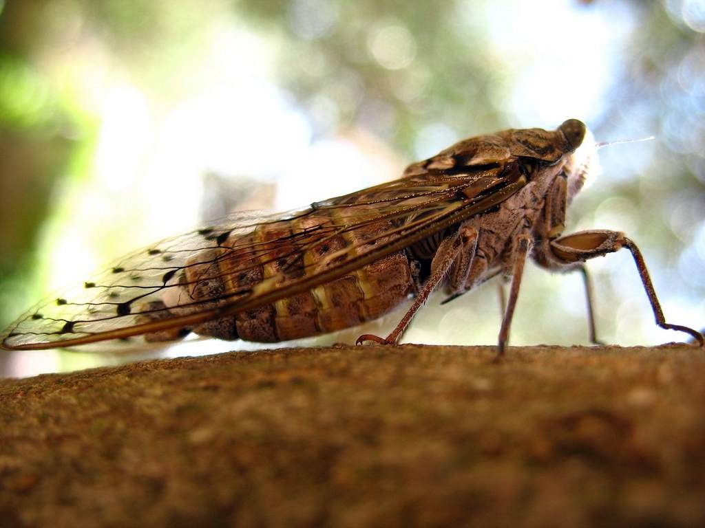 Среда обитания цикады. Какие звуки издаёт? Послушать голос цикады