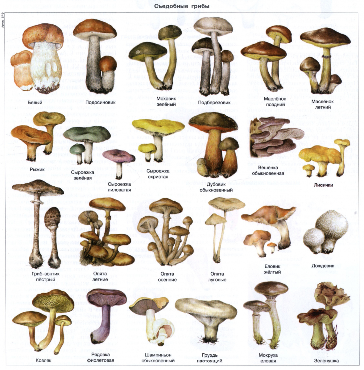 К какому царству относятся грибы
