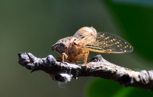Cicadas, ගති ලක්ෂණ cicada පවුල, පියාපත්, cicada උදරය, ස්වර උපකරණ, cicadas ප්රමාණය, පිරිමි chirp, proboscis, ovipositor, කීටයන්, ආහාර ආහාර, ඇස්, cicada විශේෂ, වර්ණ ගැන්වීම, වාසස්ථාන, බෙදා හැරීම, බ්රසීලියානු මන්නා, ra