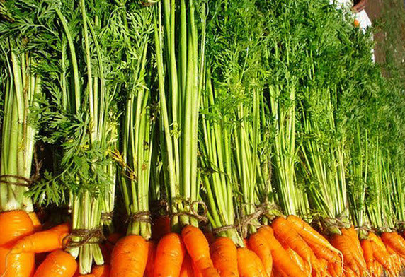 Морковная ботва польза и вред для организма