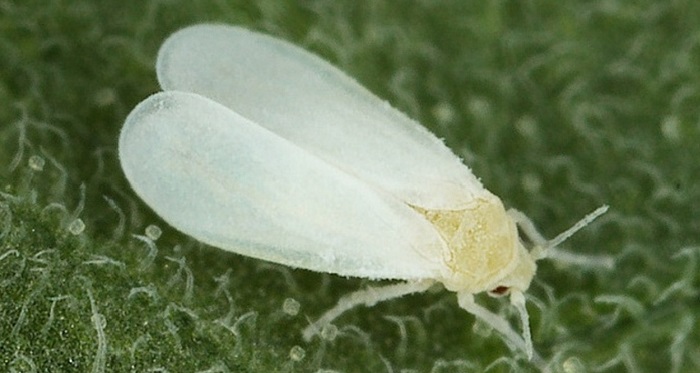 External signs of damage to the plant by the whitefly