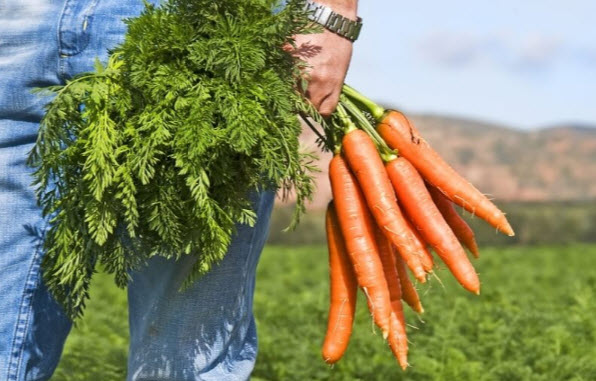 Сушеная ботва моркови полезные свойства