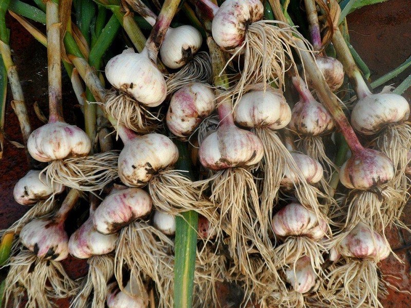 Coltivare l'aglio in campagna: come innaffiare e con cosa concimare
