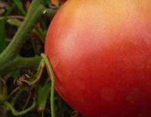 Dutch tomato varieties for open ground