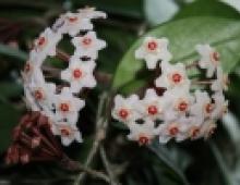 Liana hoya care at home reproduction by cuttings photo of species and names of varieties