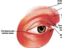 Silmän lihakset Silmän piirustuksen pyöreän lihaksen kerrosrakenne