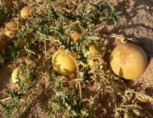 Agricultural business: cultivation of gourds in the open field and in greenhouses