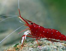 Types of shrimp: description and photo What are small shrimp called?